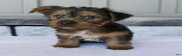 Yorkshire Terrier dogs for sale: Layla - Ad 4