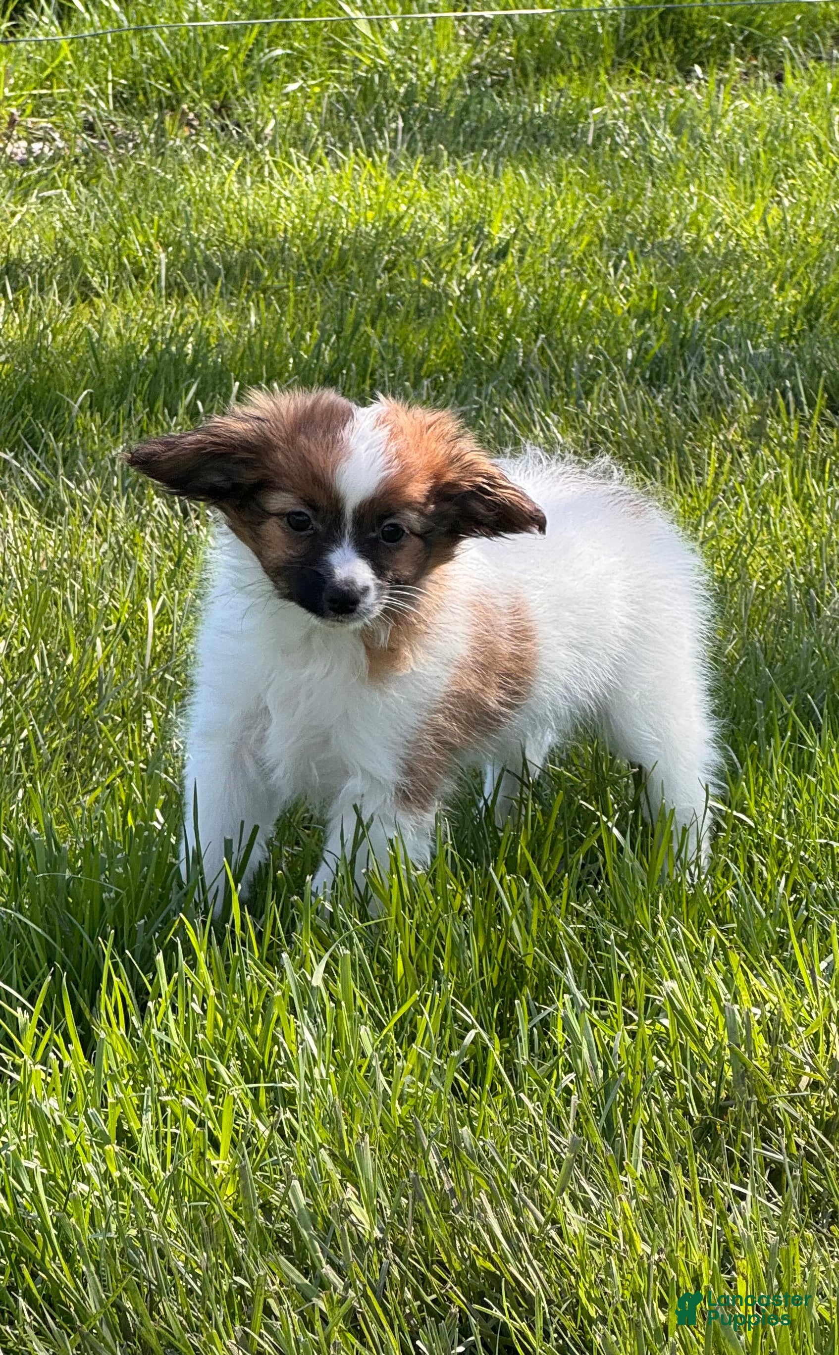Papillon dogs Reece  - Ad 11