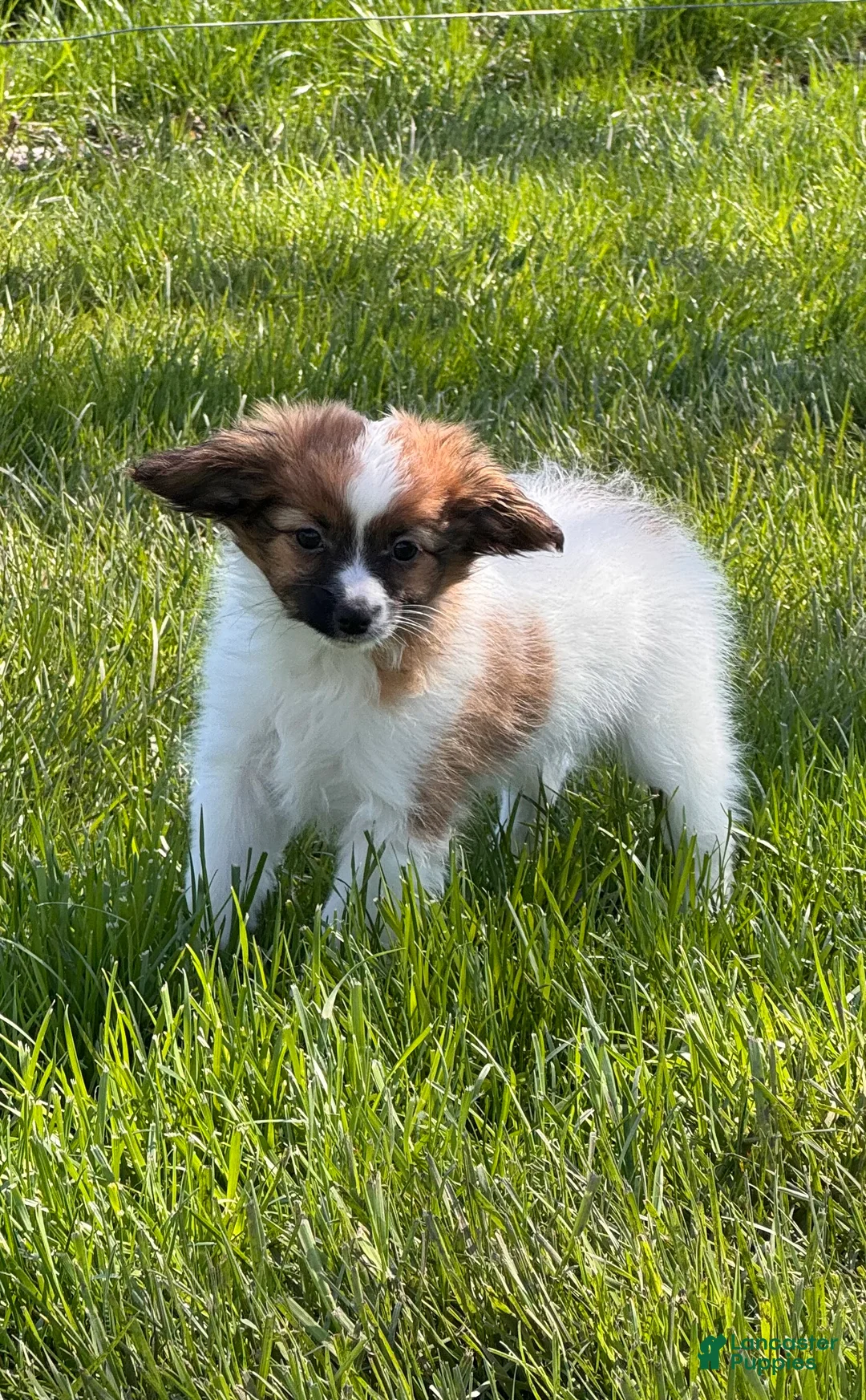 Papillon dogs for sale: Reece  - Ad 1