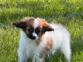 Papillon dogs Reece - Ad 11