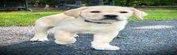 Labrador Retriever dogs for sale: Windsor - Ad 4