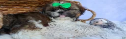 Shih Tzu dogs for sale: RUSTY - Ad 8