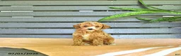 Miniature Poodle dogs for sale: Carmel - Ad 3