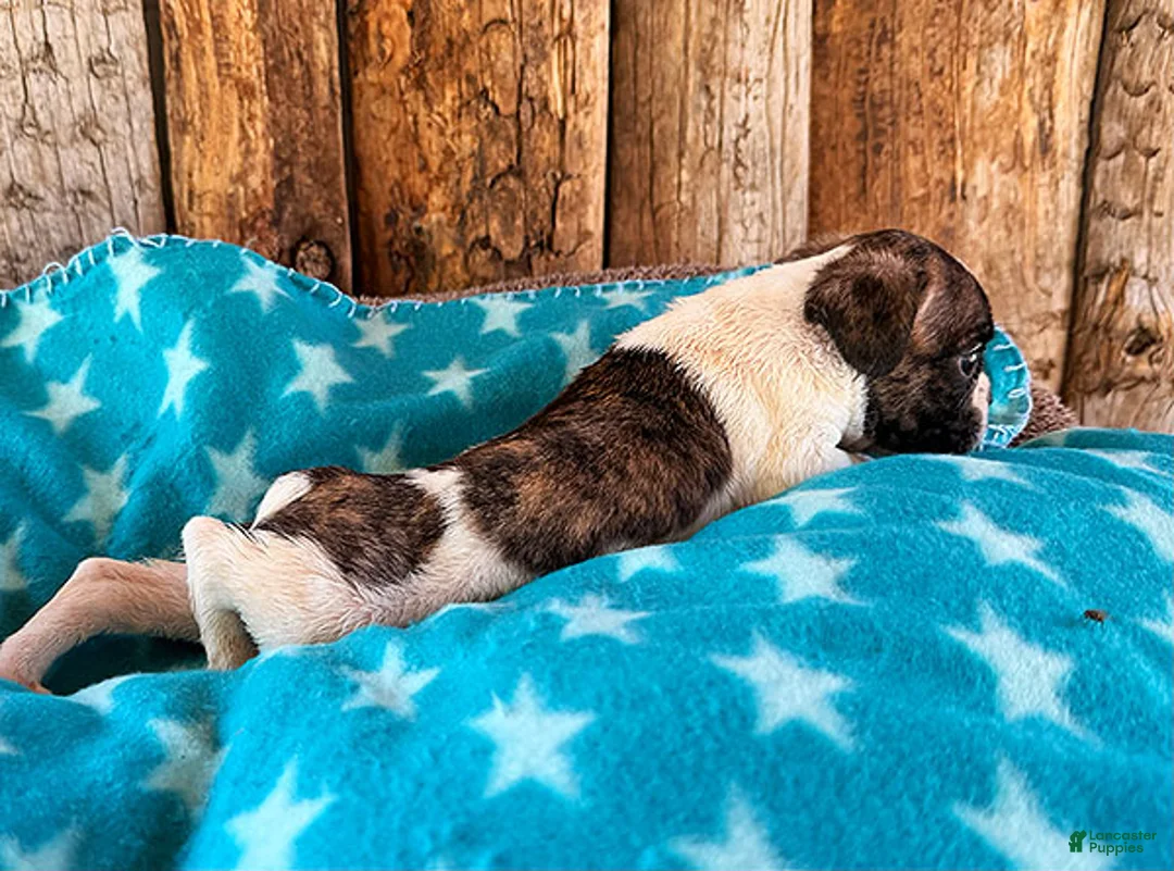 Frenchton dogs for sale: Raspberry - Ad 3