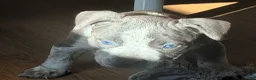 American Bully dogs for sale: "AALIYAH" - Ad 4