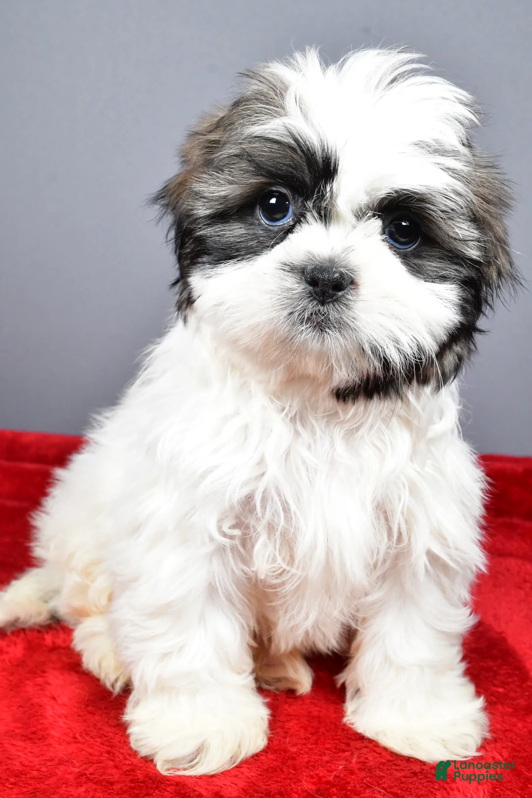 Shih Tzu dogs for sale: Neal - Ad 6