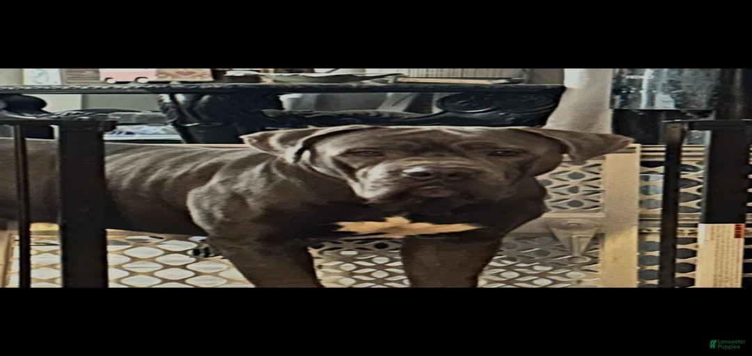 Gallery Image {{count}}