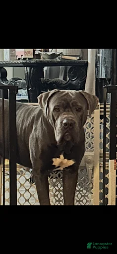 Gallery Image {{count}}