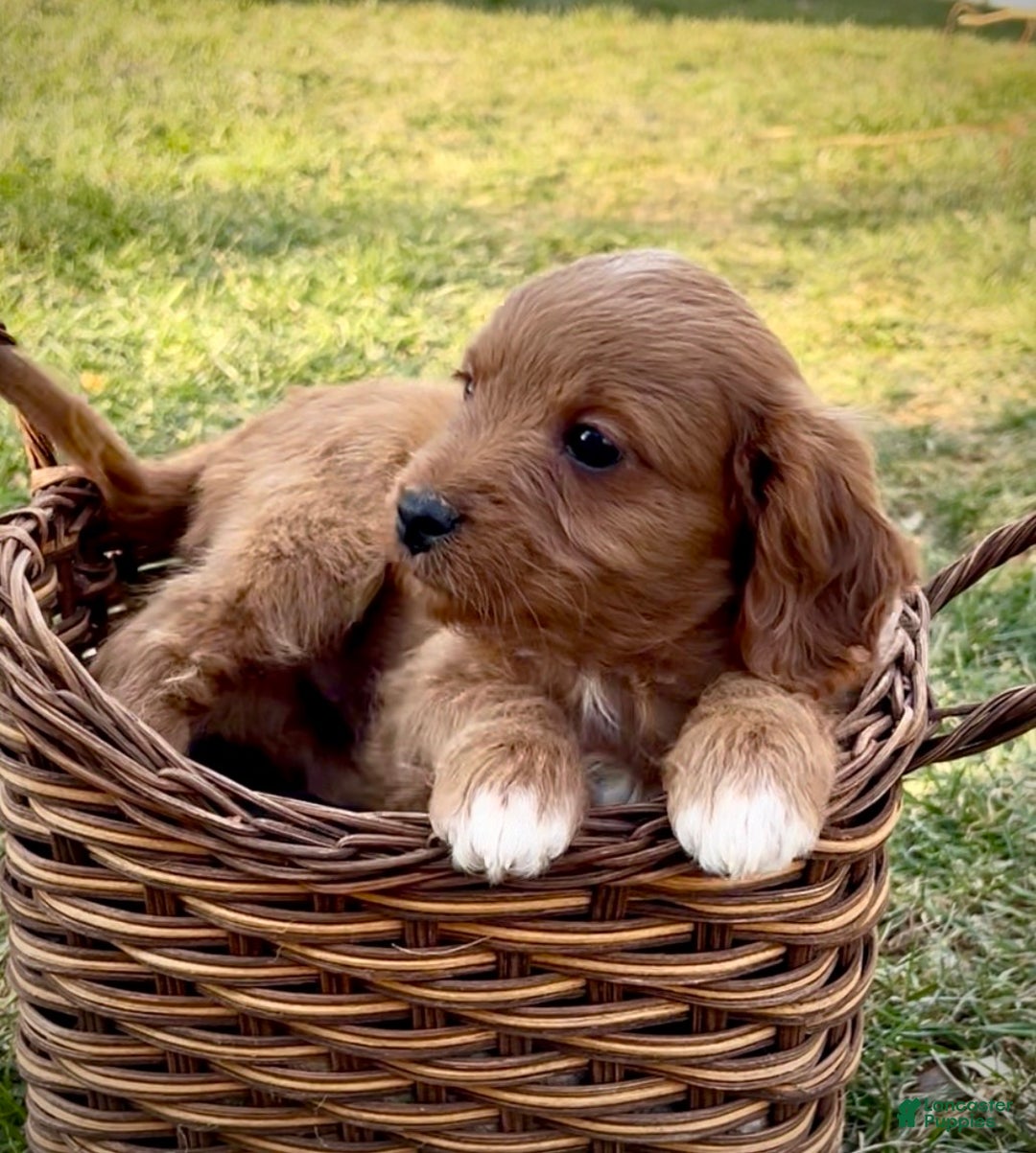Cavapoo dogs for sale: Charley - Ad 2