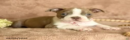 Boston Terrier dogs for sale: Minnie - Ad 3