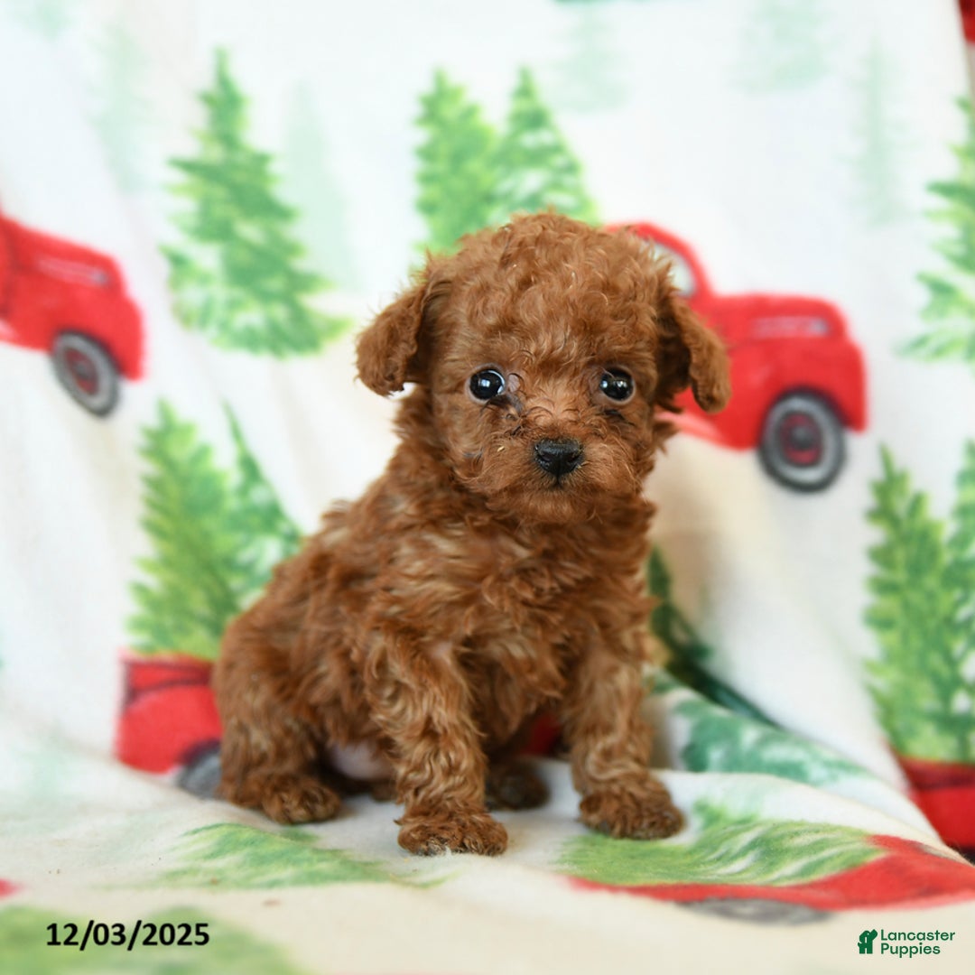 Toy Poodle dogs for sale: Velvet - Ad 2