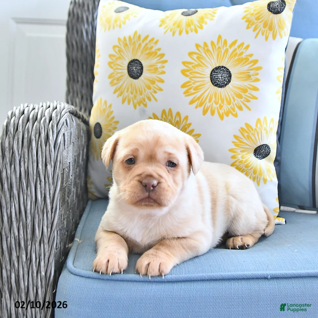 Mini Hippo dogs for sale: Treva - Ad 1