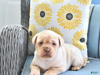 Mini Hippo dogs Treva - Ad 11