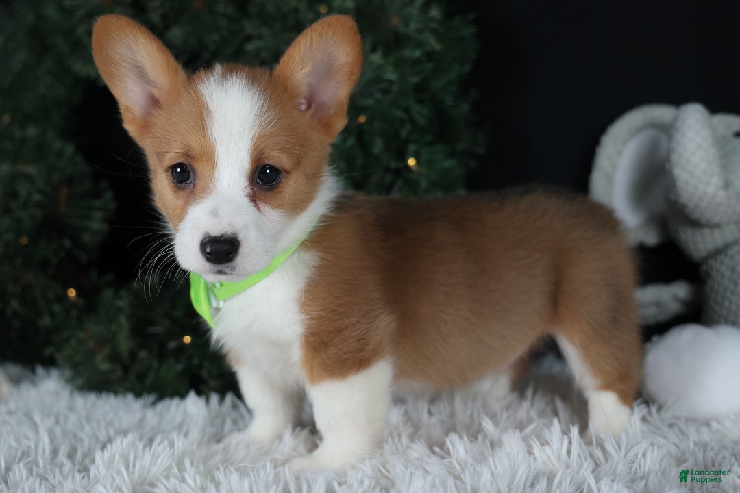 Welsh Corgi Pembroke dogs for sale: Hudson - Ad 14