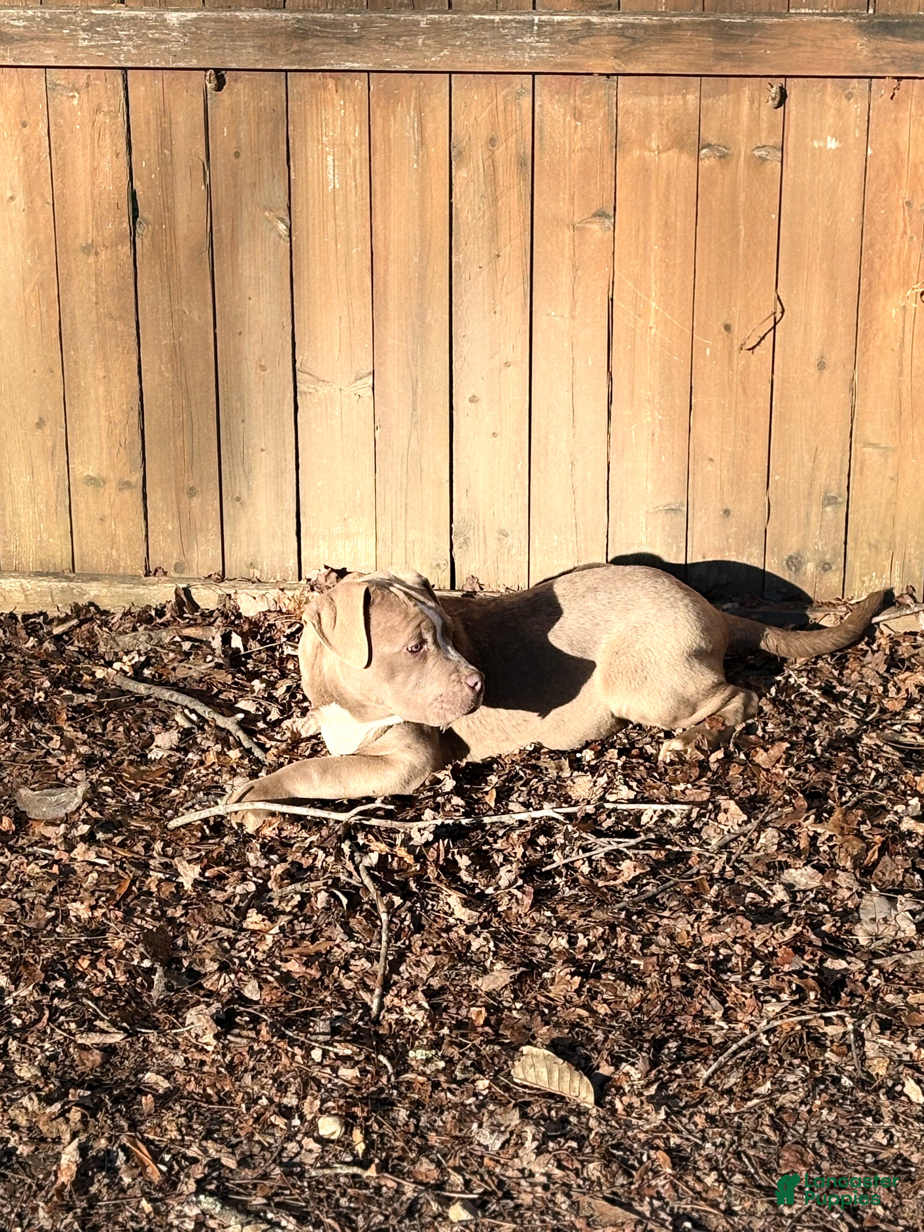 American Bully dogs Brown Sugar - Ad 2