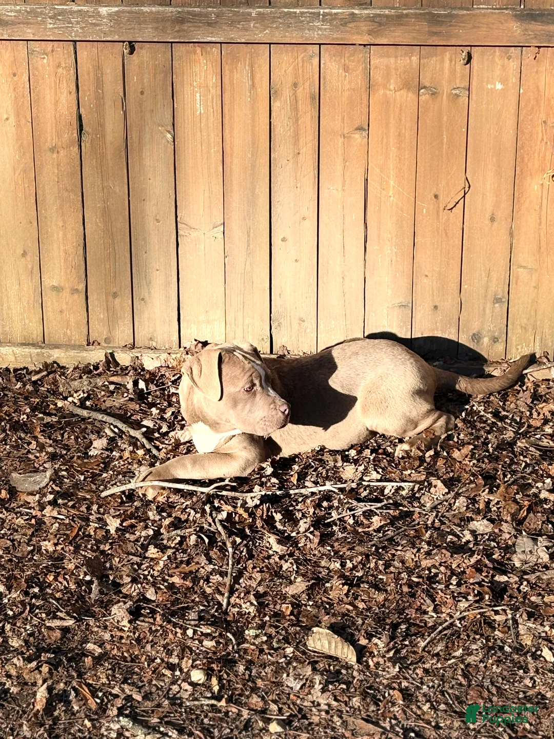 American Bully dogs for sale: Brown Sugar - Ad 2