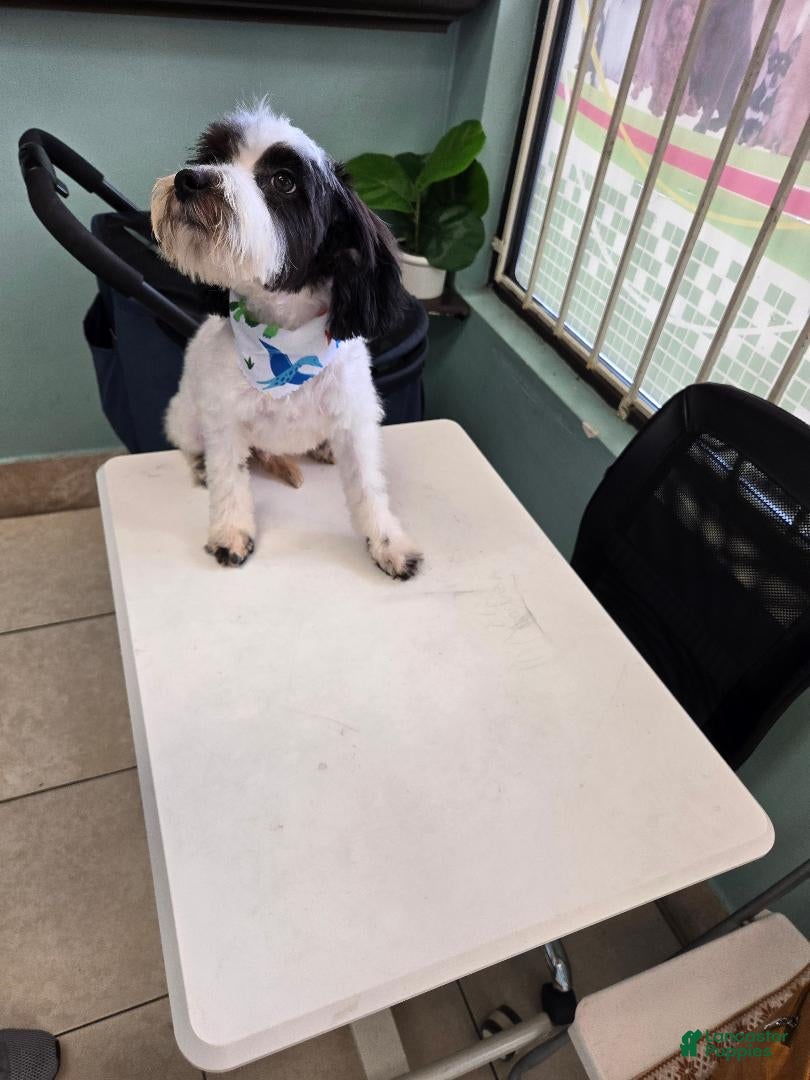 Goldendoodle dogs Goldendoodle Puppy 2 - Ad 1