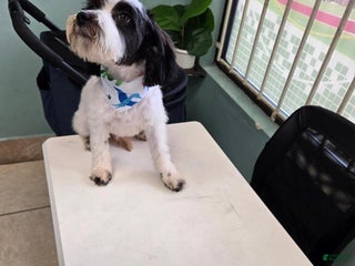 Goldendoodle dogs Goldendoodle Puppy 2 - Ad 3