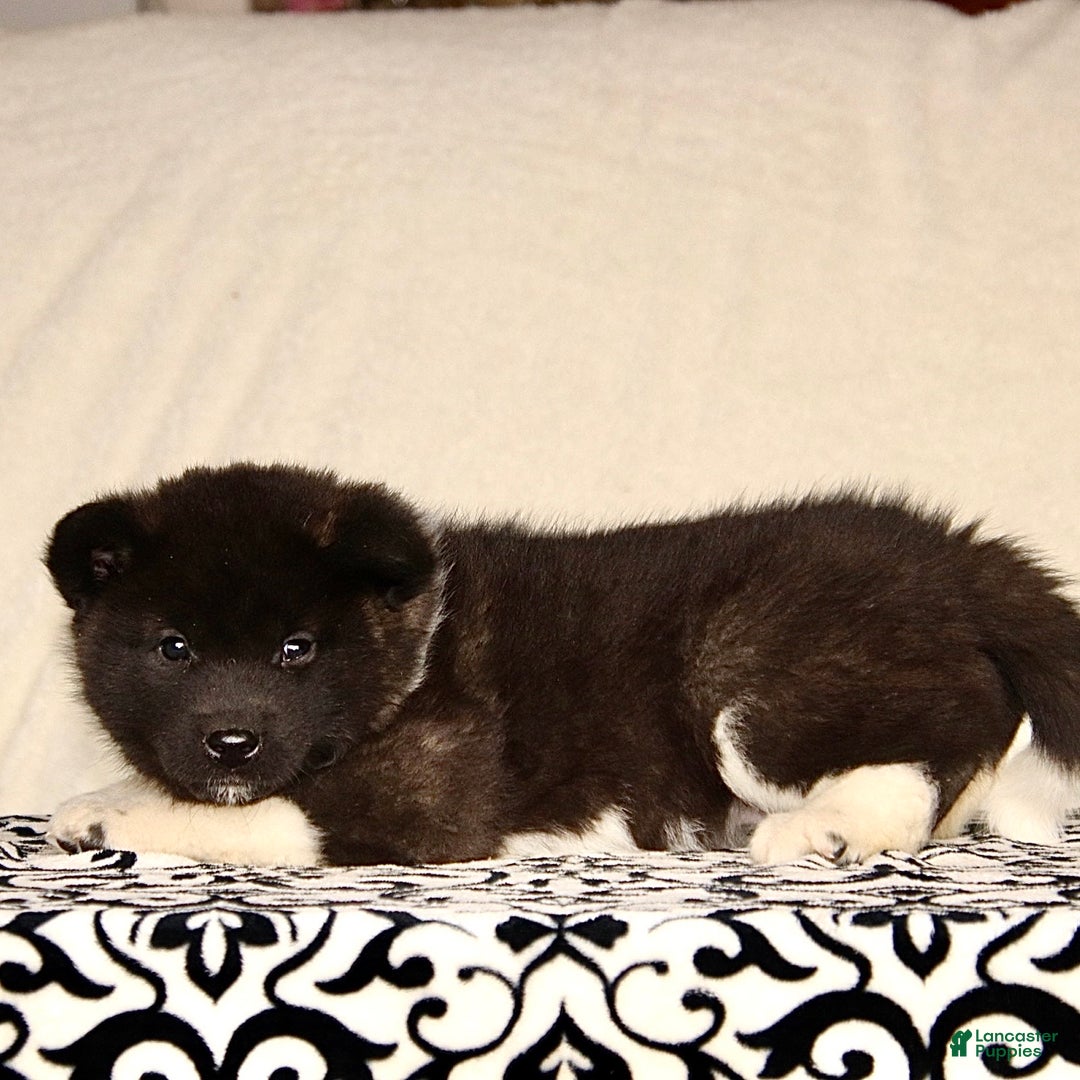 Akita dogs for sale: Alex - Ad 3