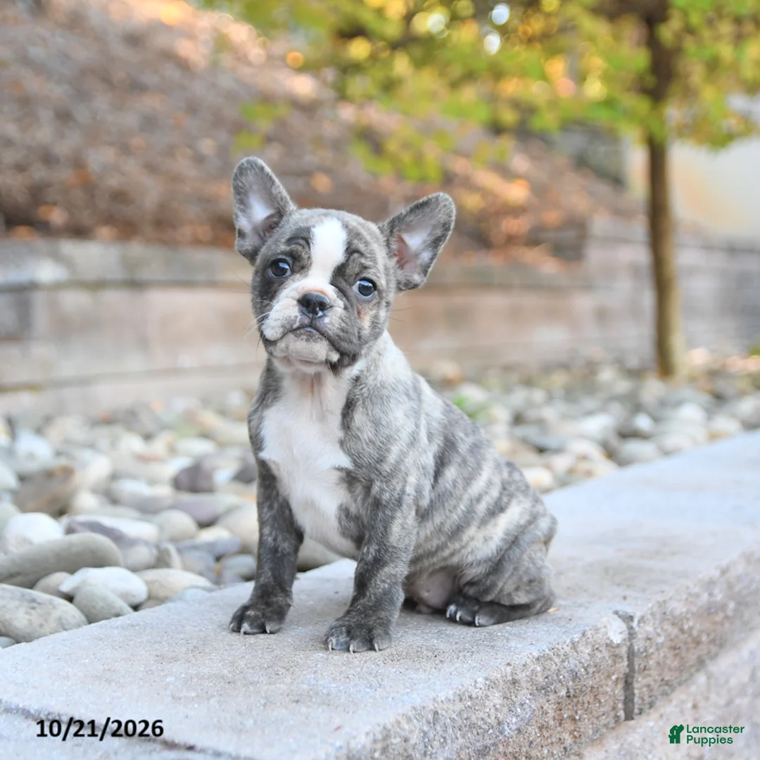 Frenchton dogs for sale: Justin - Ad 1
