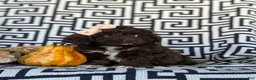 Cockapoo dogs for sale: Jacey - Ad 5