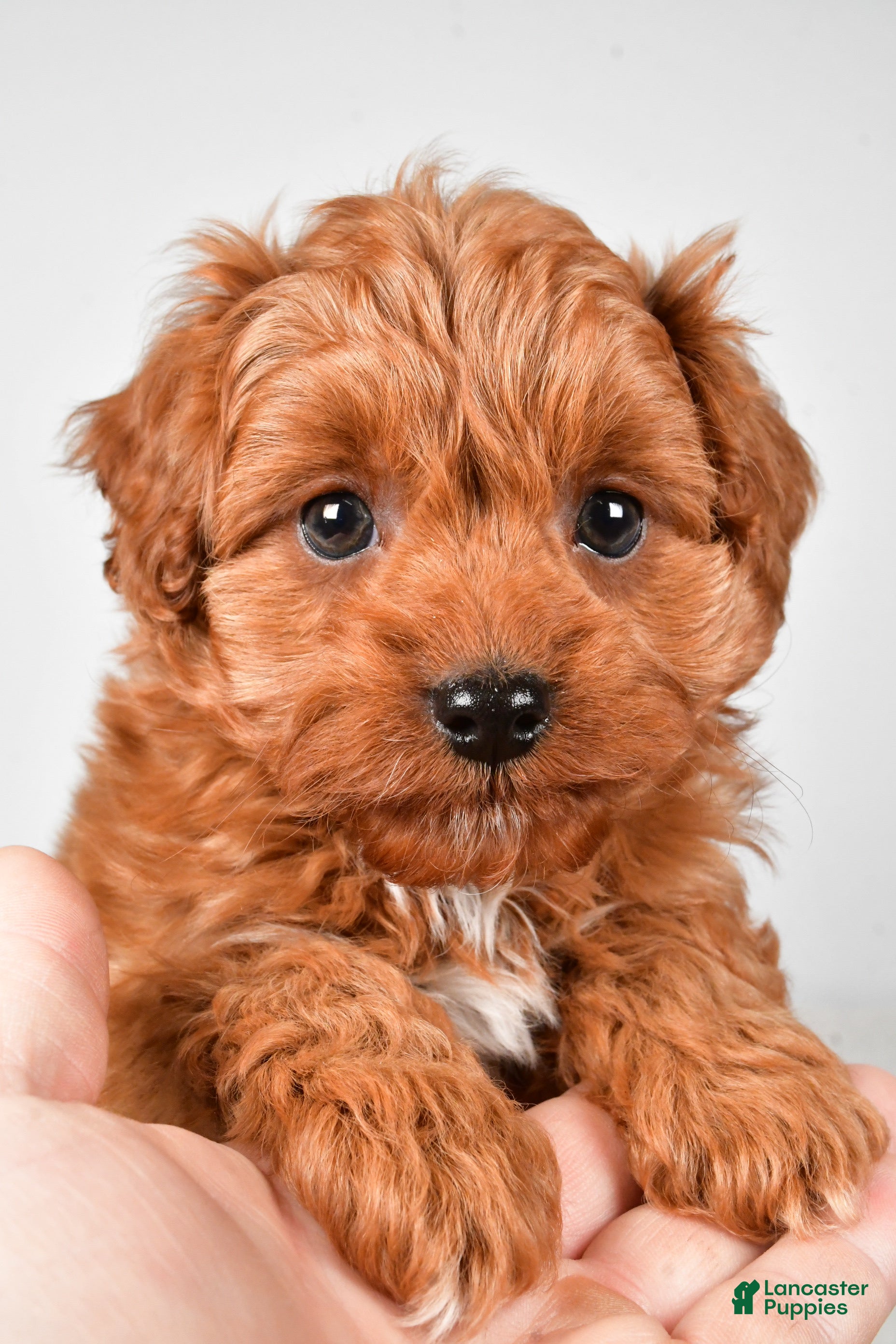 Cavapoo dogs Harley - Ad 2
