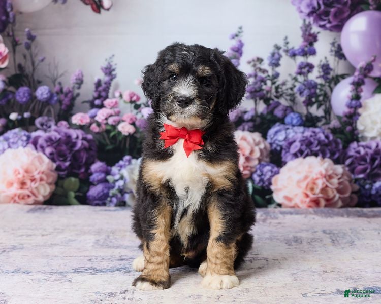Bernedoodle dogs Layne - Ad 2