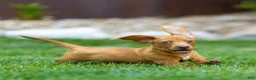 Miniature Dachshund dogs for sale: Mylan Miniature Dachshund  - Ad 13