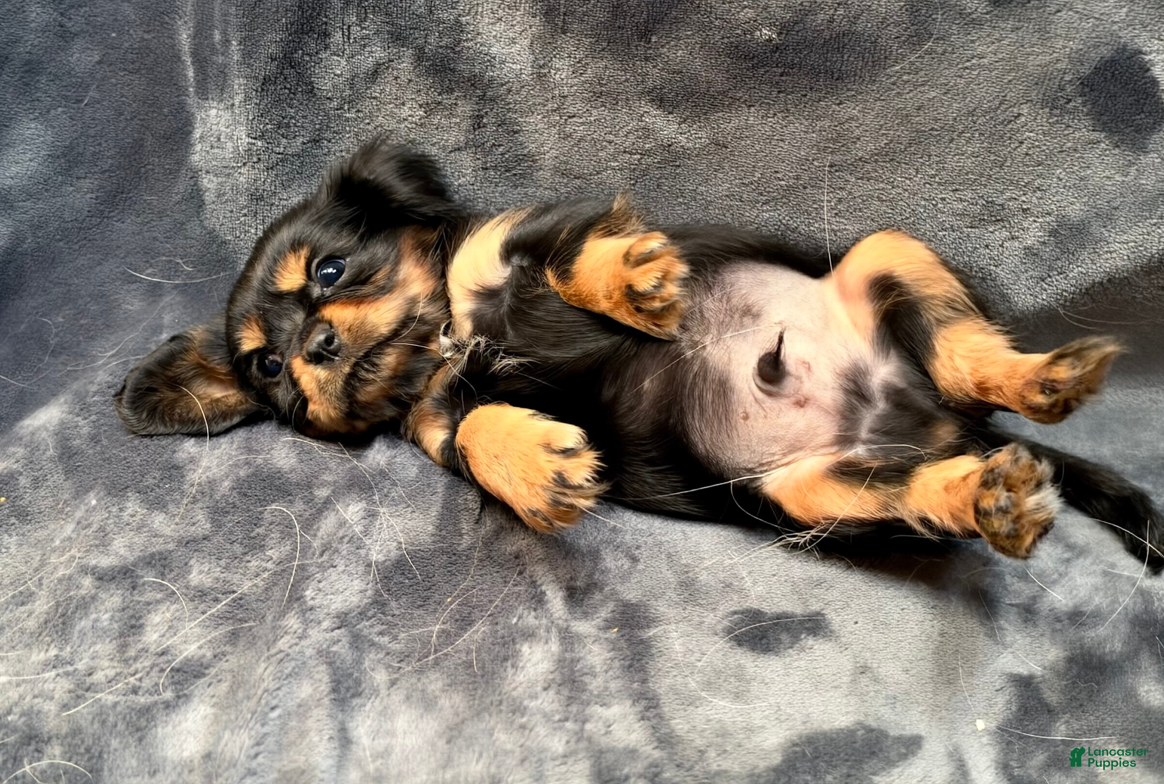 Cavalier King Charles Spaniel dogs for sale: Cavalier King Charles Spaniel 2 - Ad 2