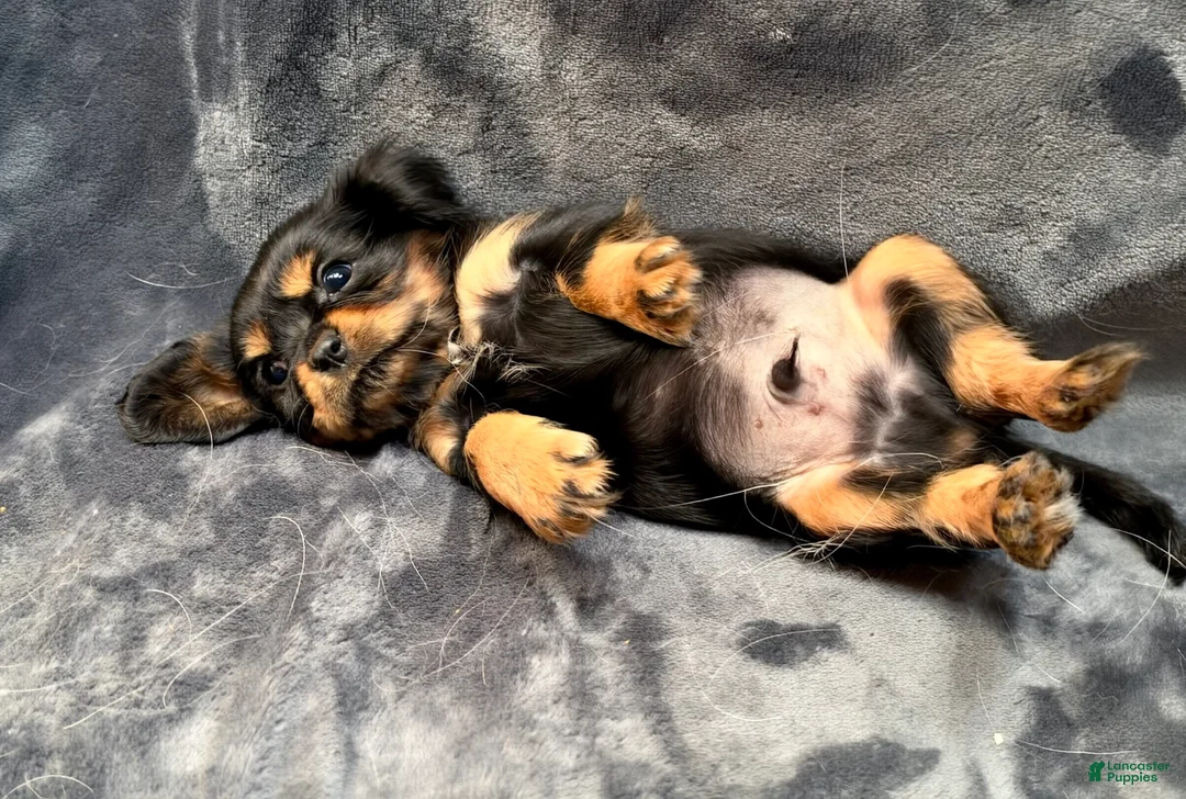 Cavalier King Charles Spaniel dogs for sale: Cavalier King Charles Spaniel 2 - Ad 1