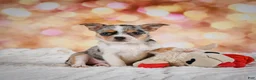 Chihuahua dogs for sale: Beatrix - Ad 15