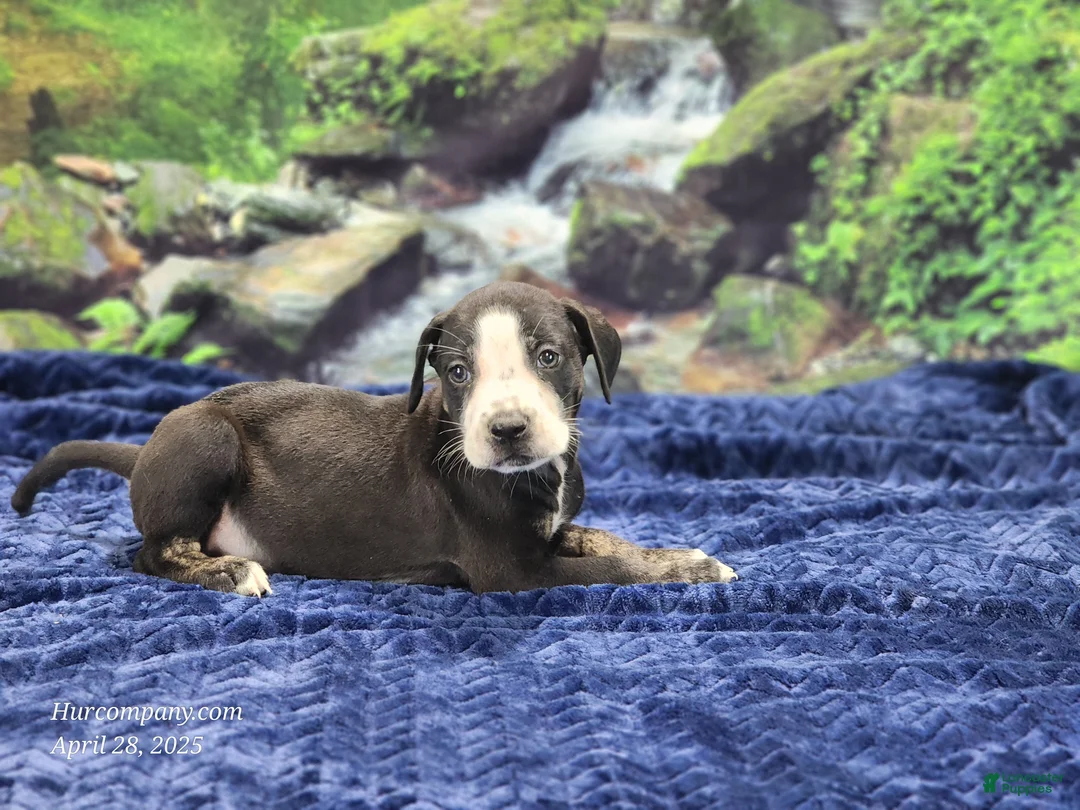 Catahoula Leopard Dog dogs for sale: Luna 2025 Male 1 - Ad 5