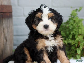 Mini Bernedoodle dogs - Ad 25