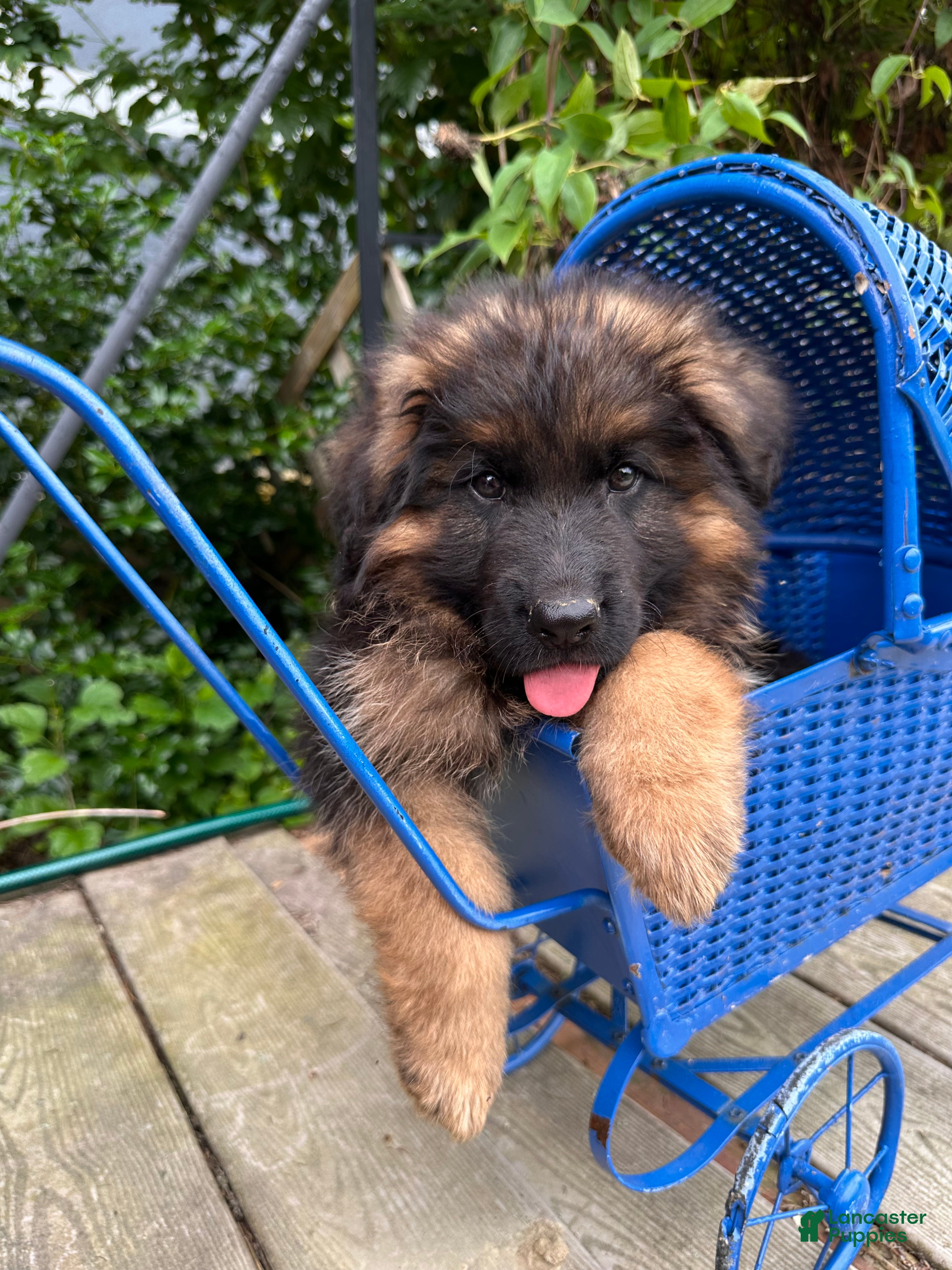 German Shepherd dogs Benny - Ad 2