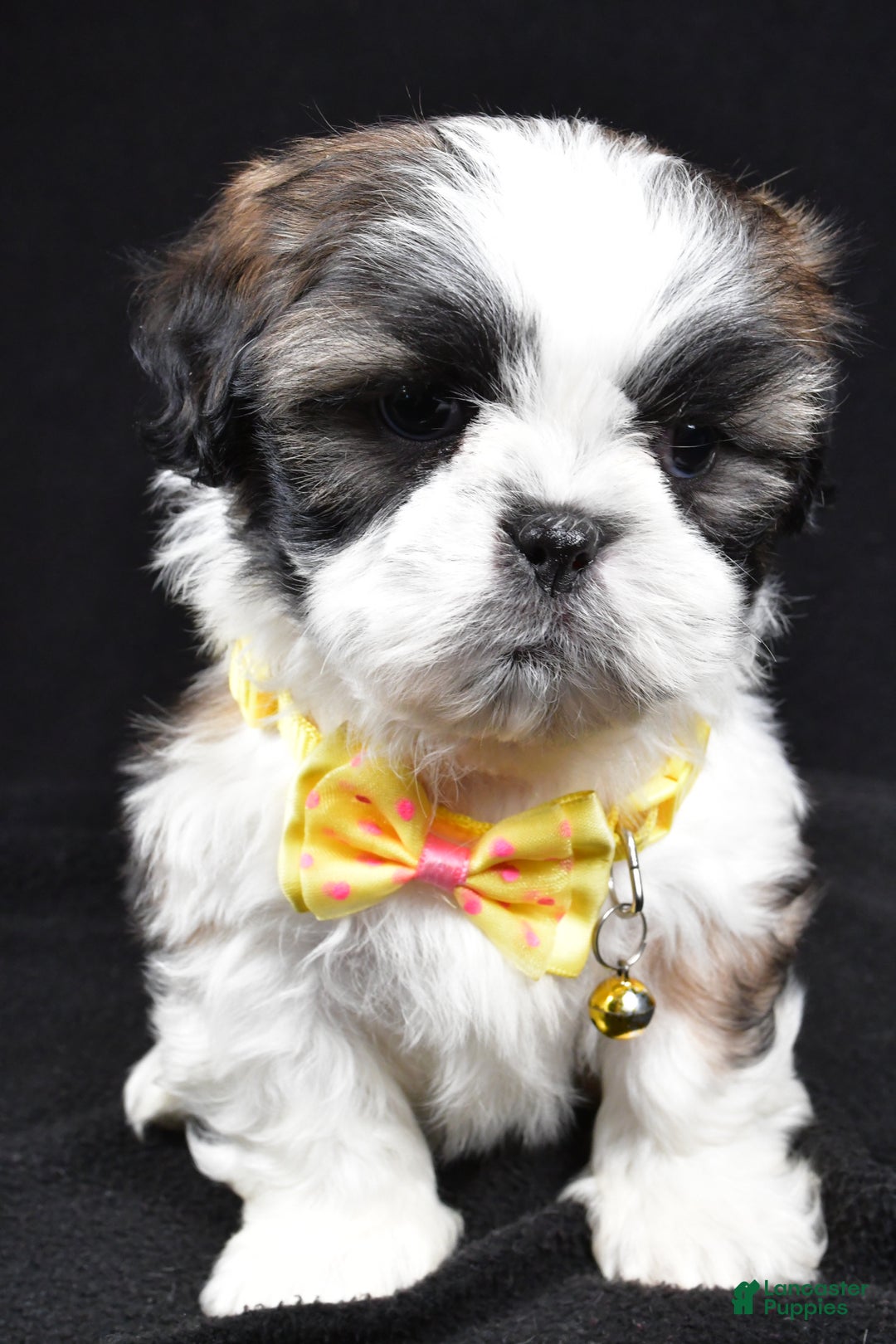 Shih Tzu dogs for sale: Harlan - Ad 6
