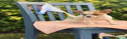 Chihuahua dogs for sale: Honey - Ad 12