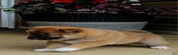 Shiba Inu dogs for sale: Graham - Ad 2