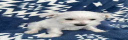Miniature Schnauzer dogs for sale: AKC Lady  - Ad 4