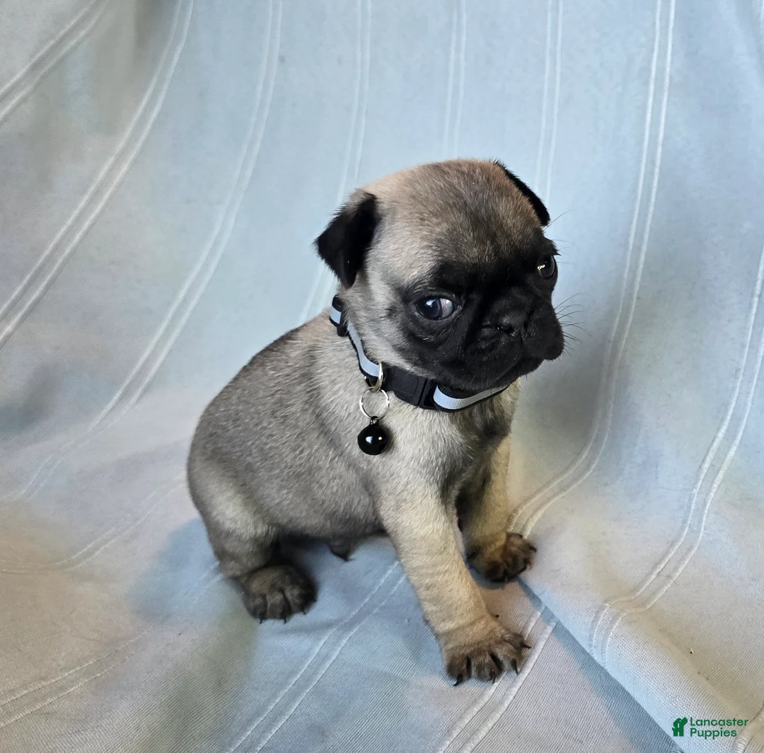 Pug dogs for sale: Levon - Ad 3