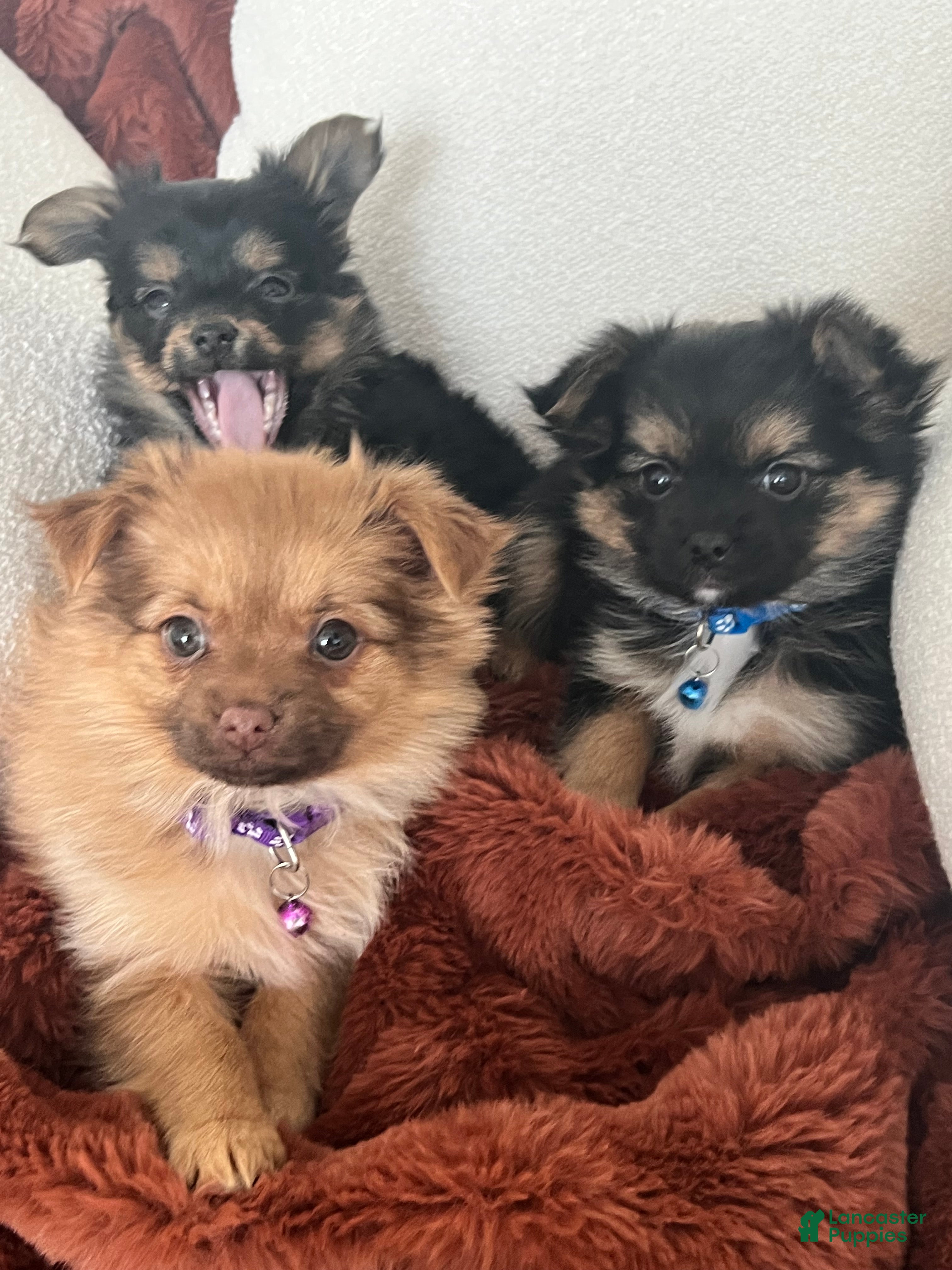 Mixed Breed dogs Mixed Breed Puppy 1 - Ad 1