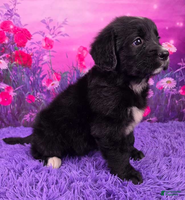 Mixed Breed dogs Anika - Ad 2