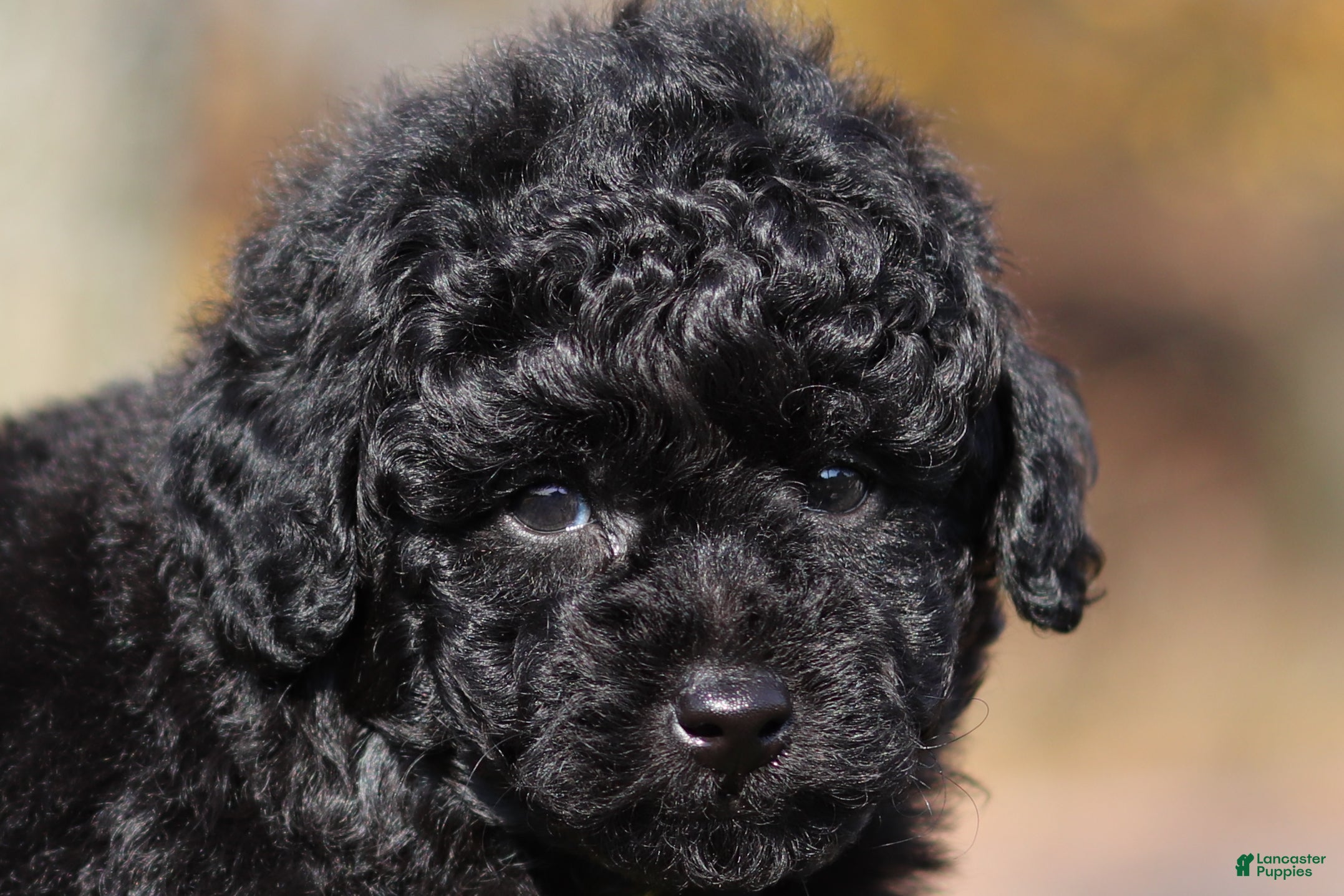 Miniature Poodle dogs for sale: Carter (AKC) - Ad 1