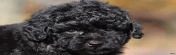 Miniature Poodle dogs for sale: Carter (AKC) - Ad 1