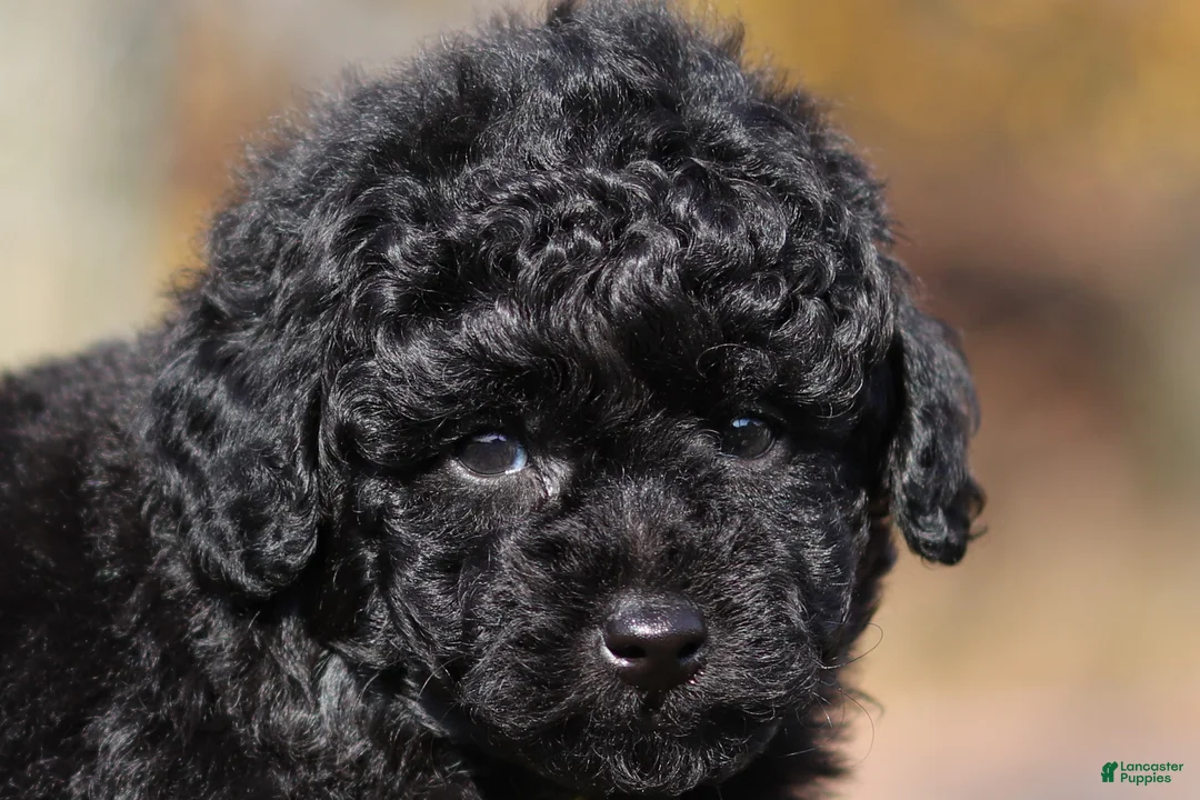 Miniature Poodle dogs for sale: Carter (AKC) - Ad 1