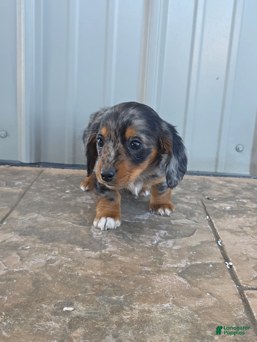 Miniature Dachshund dogs for sale: Maple - Ad 3