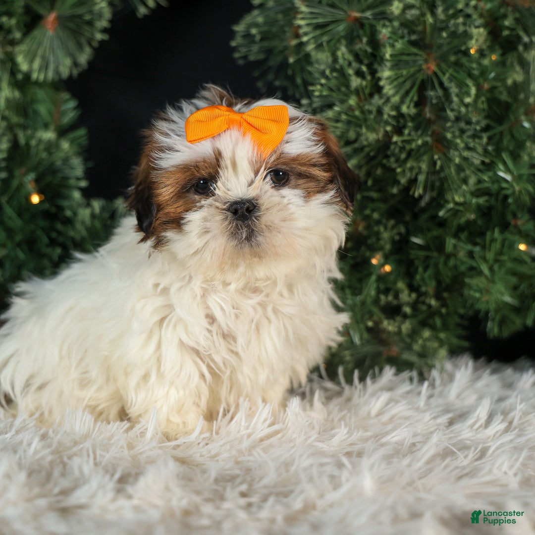 Shih Tzu dogs for sale: RANDY - Ad 11