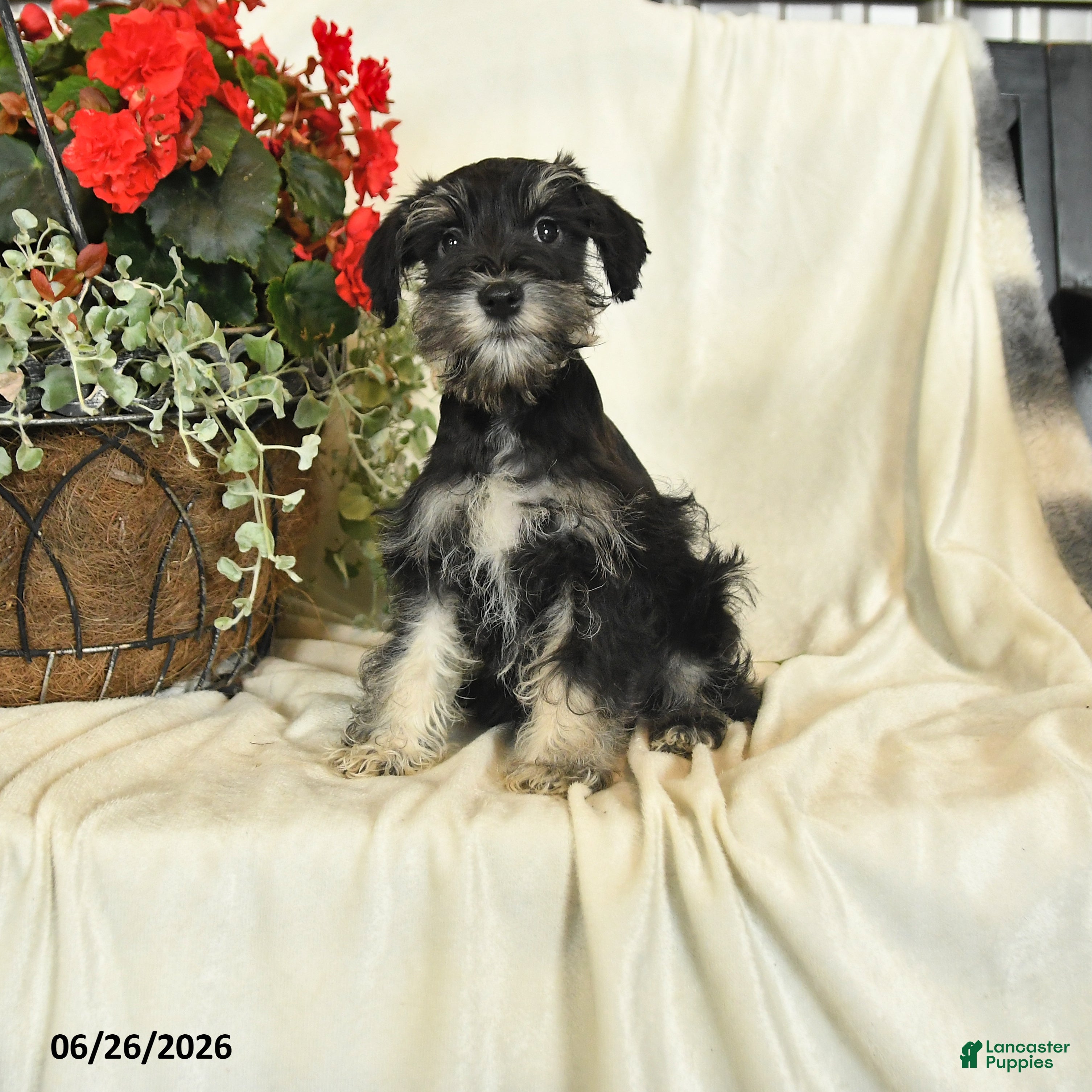 Miniature Schnauzer dogs Ivy - Ad 2