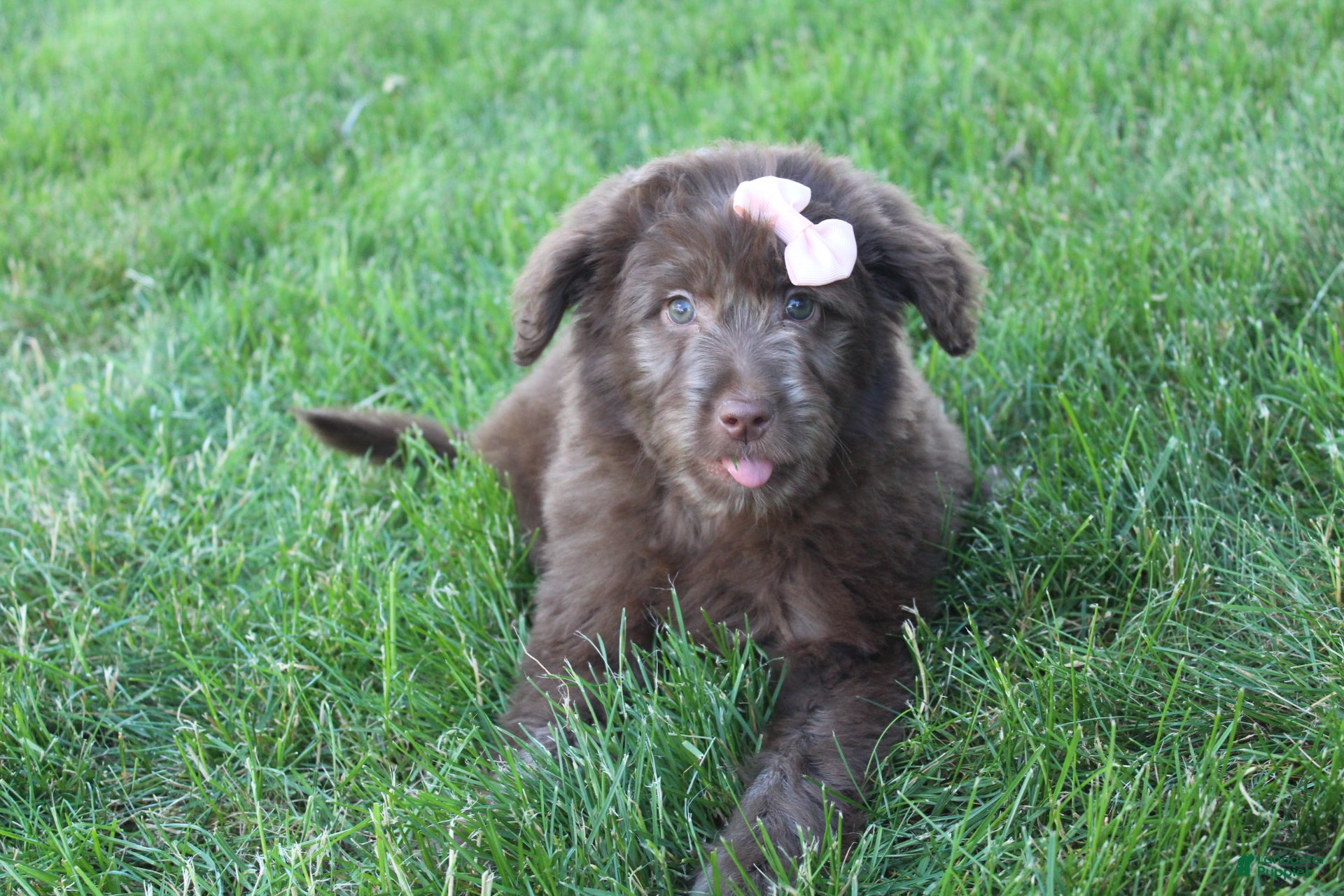 Mini Aussiedoodle dogs Callie - Ad 2