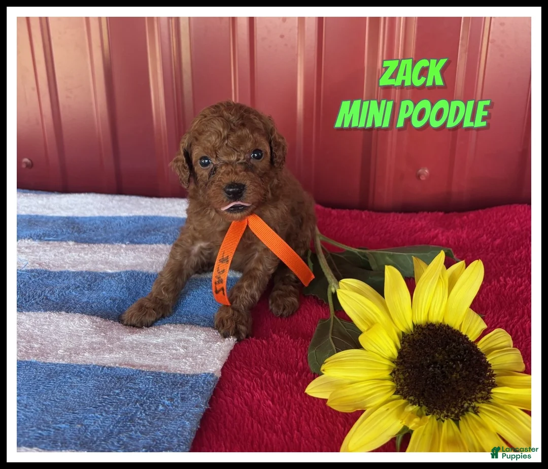 Miniature Poodle dogs for sale: Zack - Ad 1