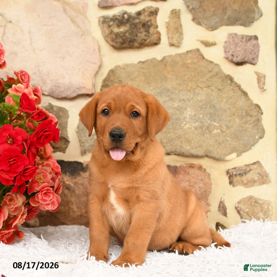 Labrador Retriever dogs Bambi - Ad 2